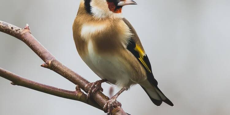 goldfinch 6876588 1280 2024 09 21 082426