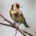 goldfinch 6876588 1280 2024 09 21 082426