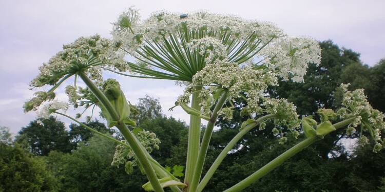 heracleum sosnowskyi 003 1 2024 09 17 135726