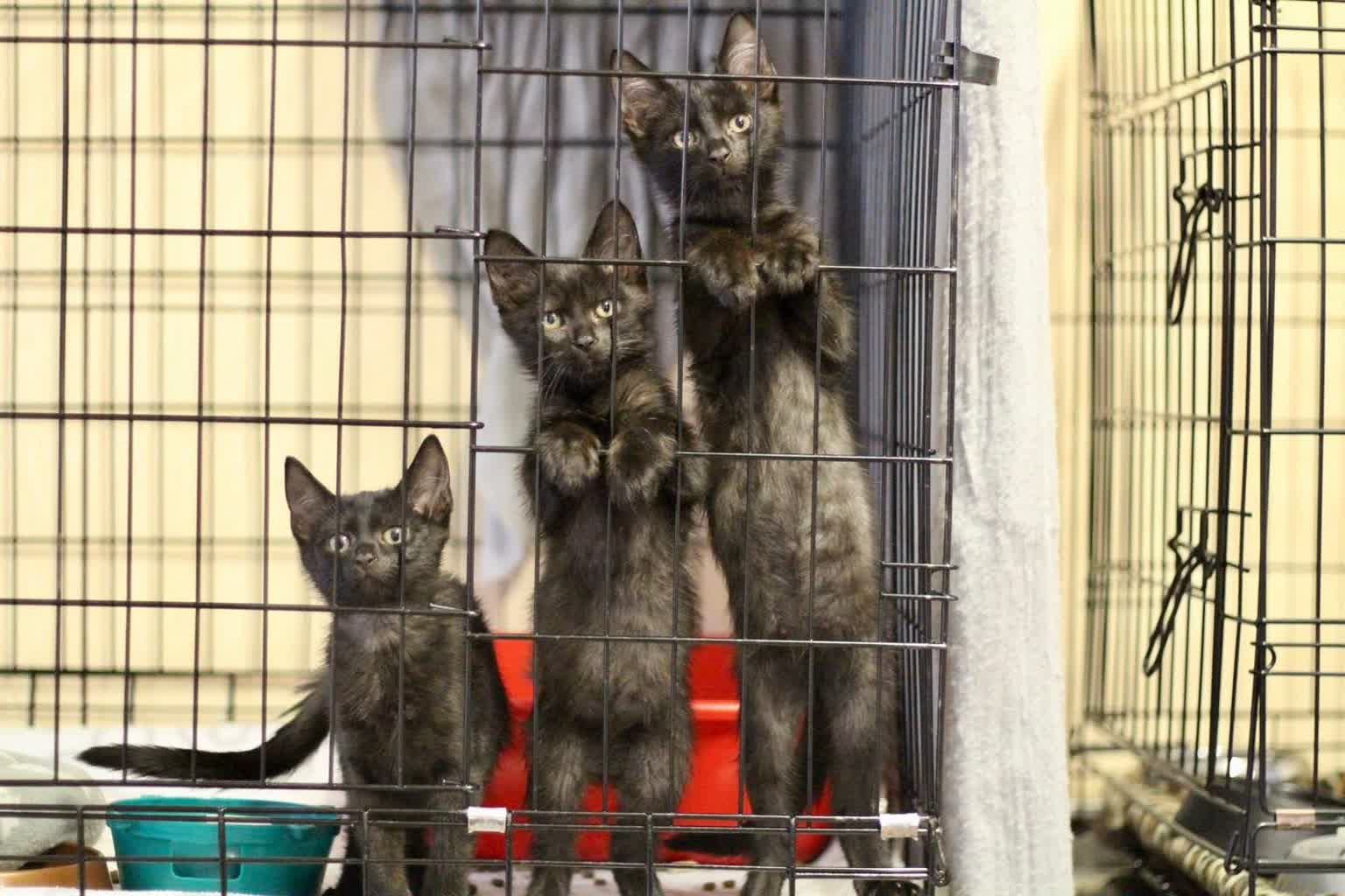 "Tymczasem ratuję życie". Puławskie schronisko zachęca do włączenia się w akcję 2 IMG_0919.jpg