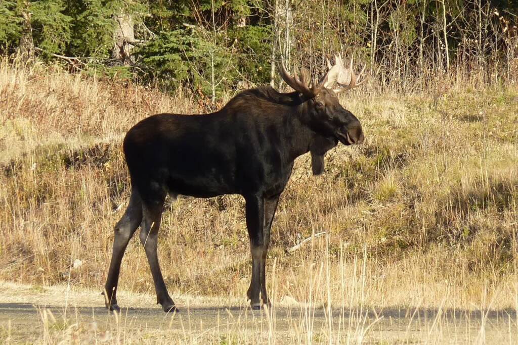 moose 1180557 1280 2024 09 14 210215