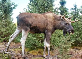 moose gustav 2024 09 25 175307