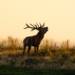 red deer 5593104 1280 2024 09 13 222219