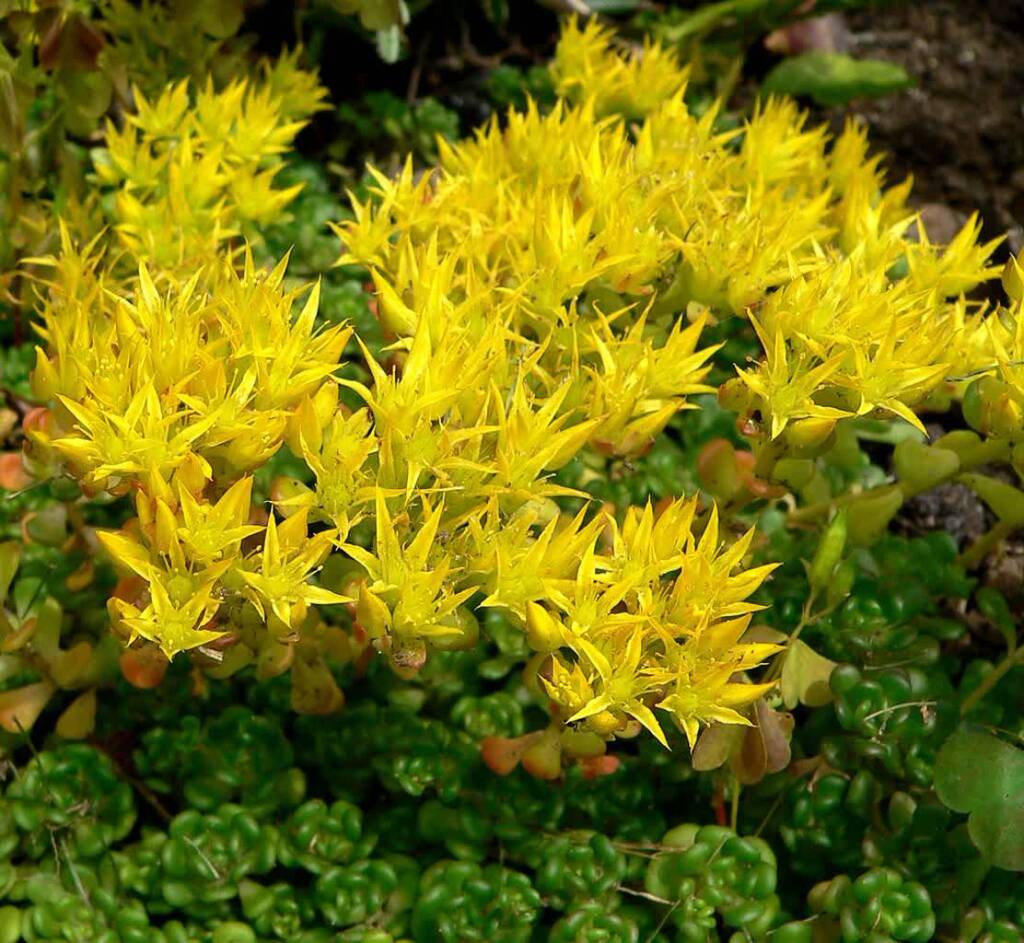 sedum oreganum 1 2024 09 17 084738