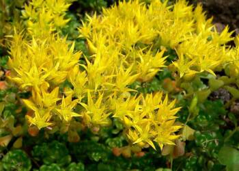 sedum oreganum 1 2024 09 17 084738