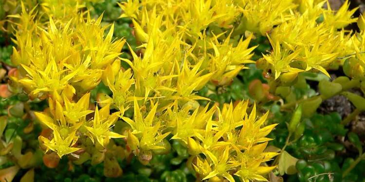 sedum oreganum 1 2024 09 17 084738