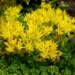 sedum oreganum 1 2024 09 17 084738