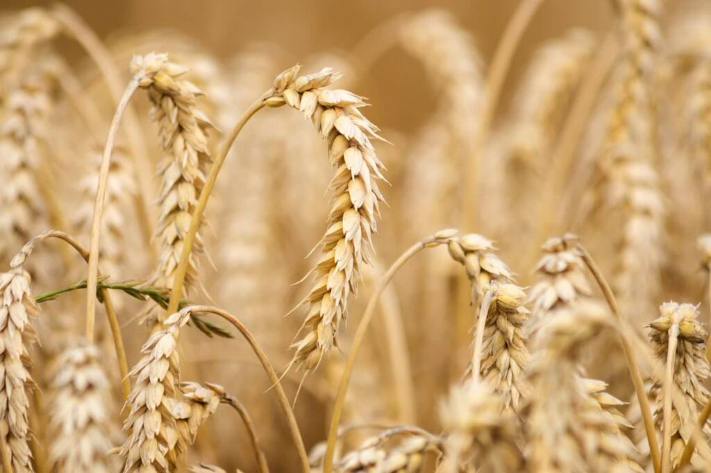 wheat 6536039 1280 2024 09 29 085541