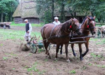 2023.09.24. LUBLIN . WYKOPKI KARTOFLANE W MUZEUM WSI LUBELSKIEJ . FOT. PIOTR MICHALSKI