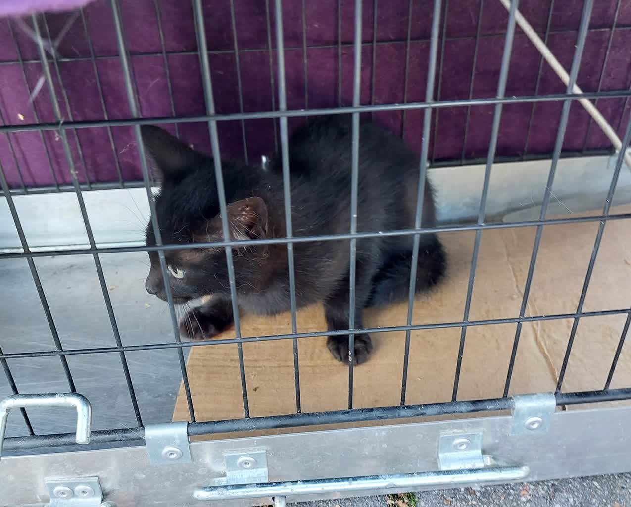 Puławy: martwe koty na cmentarzu. Jedni dokarmiali, inni otruli? 2 462779547_122113188662411345_4875660855420347985_n.jpg