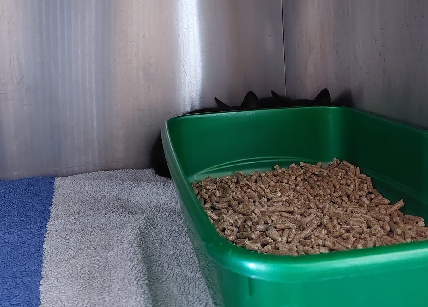 Puławy: martwe koty na cmentarzu. Jedni dokarmiali, inni otruli? 3 463103772_122113188734411345_7865935991824220042_n.jpg