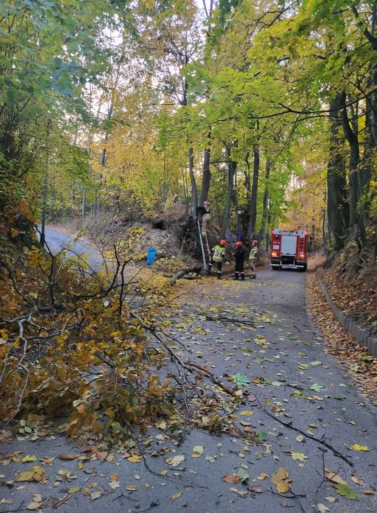 Szczebrzeszyn: szczątki ludzkie w wąwozie 2 464791235_874615224832272_2540327761181269654_n.jpg
