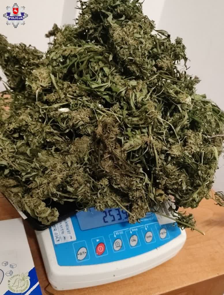 Hodował konopie indyjskie w mieszkaniu. 25-latek w areszcie 2 68-251862.jpg