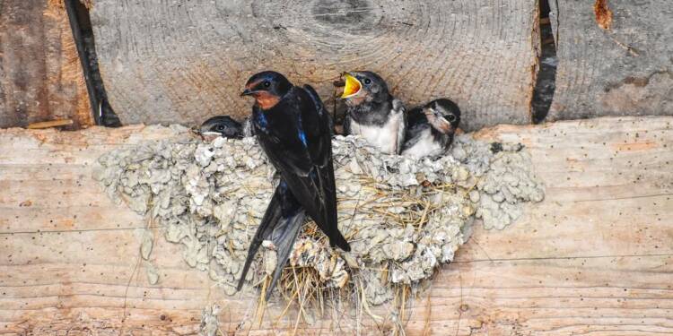 barn swallow 5346611 1280 2024 10 26 090348