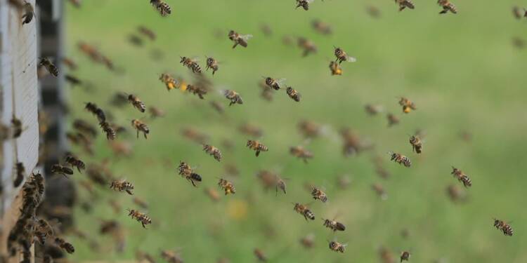 bees 1975820 1280 2024 10 24 141558