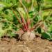 beetroot 3648330 1280 2024 10 18 135210