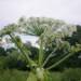 heracleum sosnowskyi 003 1 2024 10 29 225448