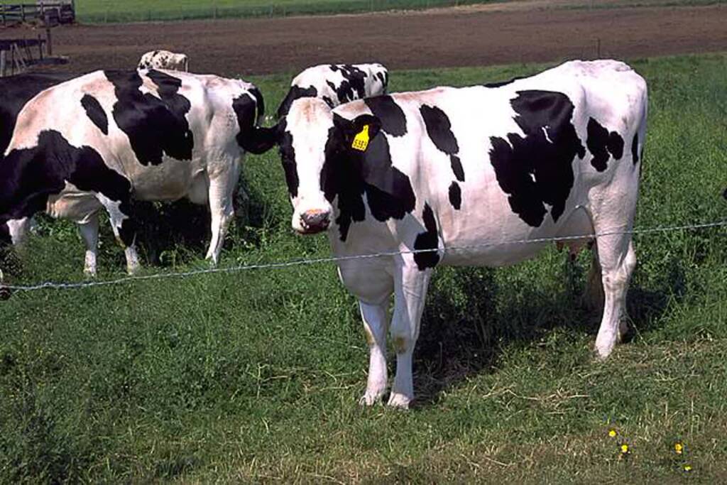 holstein cows large 2024 10 21 124828