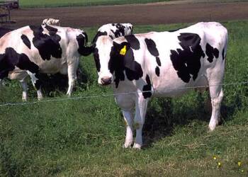 holstein cows large 2024 10 21 124828