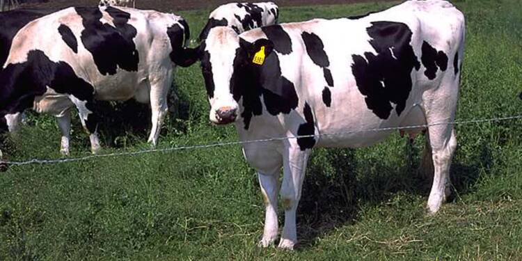 holstein cows large 2024 10 21 124828