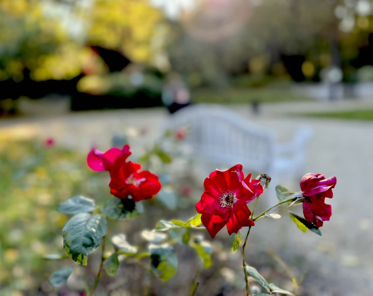 Jaka pogoda nas czeka? Dziś w nocy możliwe przymrozki 2 IMG_2099.jpeg