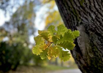 img 2151 2024 10 19 125544