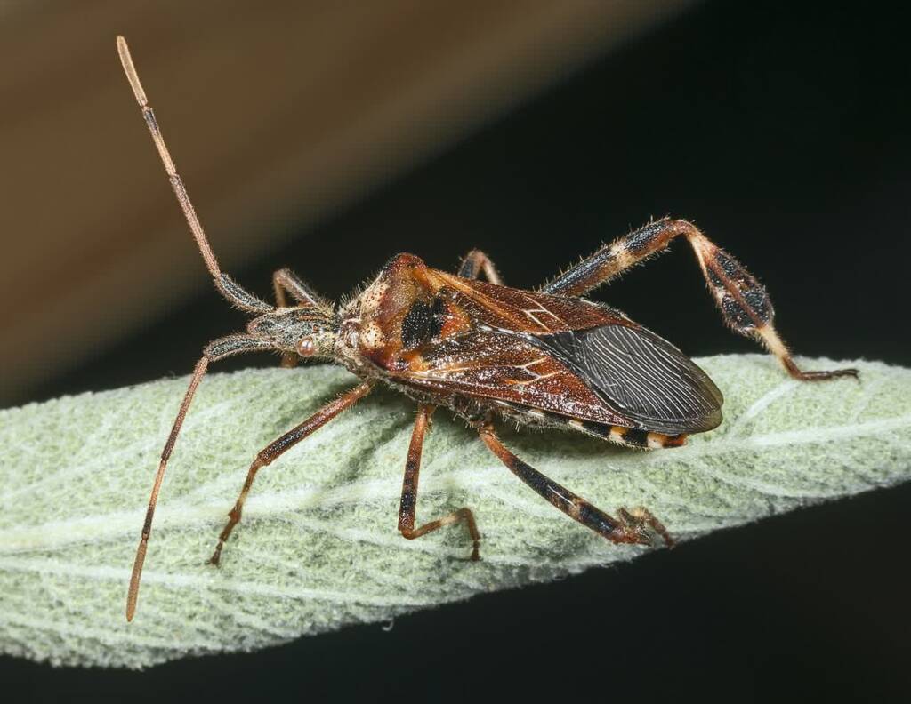 leptoglossus occidentalis mhnt 2024 10 15 194805