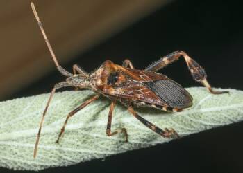 leptoglossus occidentalis mhnt 2024 10 15 194805
