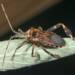 leptoglossus occidentalis mhnt 2024 10 15 194805