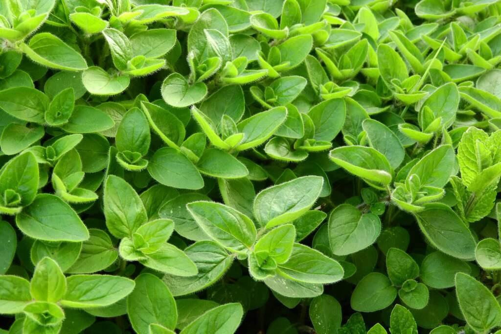 marjoram 2370814 1280 2024 10 08 071309