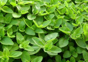 marjoram 2370814 1280 2024 10 08 071309