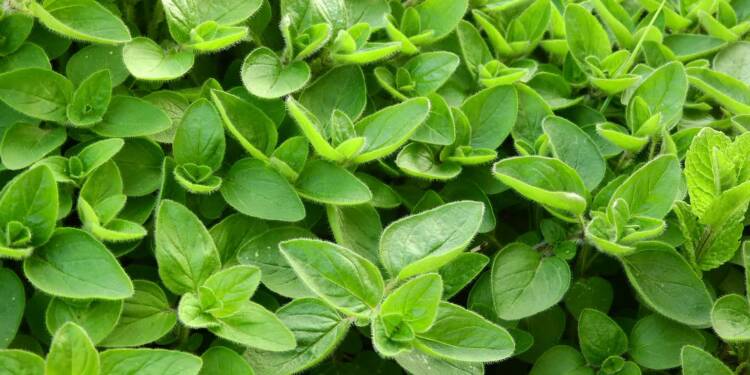 marjoram 2370814 1280 2024 10 08 071309