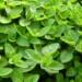 marjoram 2370814 1280 2024 10 08 071309