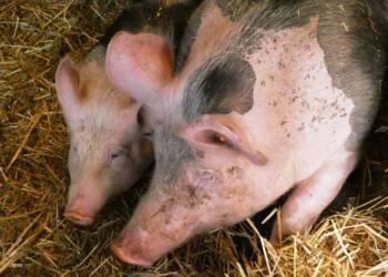 pigs 4668060 1280 2024 10 01 183027