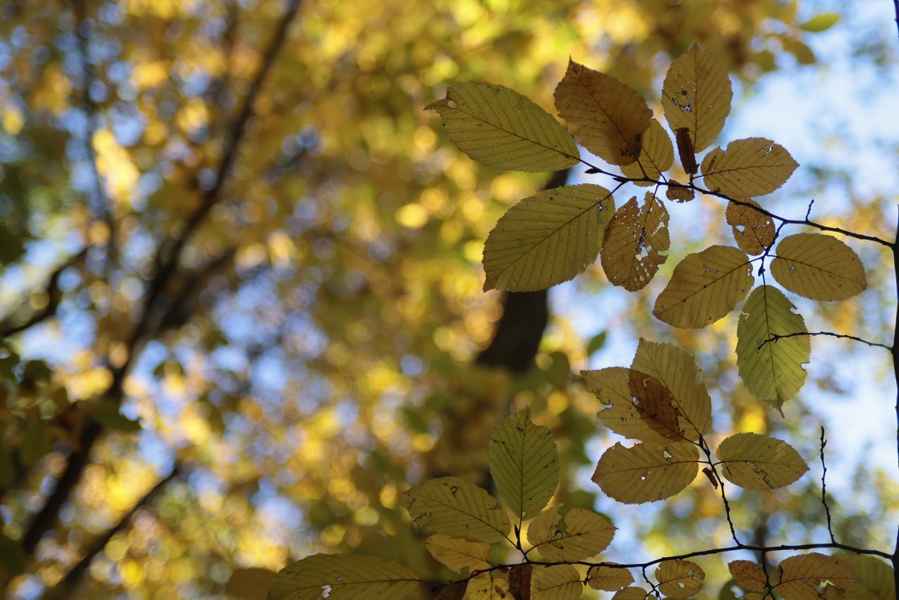 Głosy mieszkańców są podzielone. W wąwozie przy Starym Gaju powstanie nowa droga? 2 pm_JESIEN-071022-020.jpg