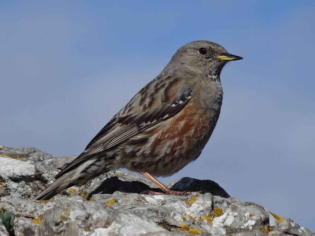 prunella collaris pic saint loup 2024 10 12 071930