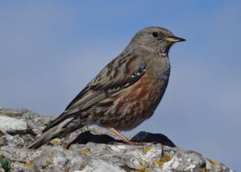 prunella collaris pic saint loup 2024 10 12 071930