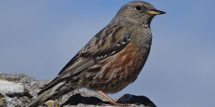 prunella collaris pic saint loup 2024 10 12 071930