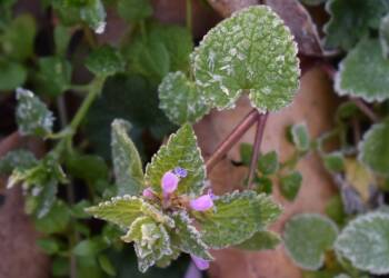 przymrozki 2024 10 03 192850