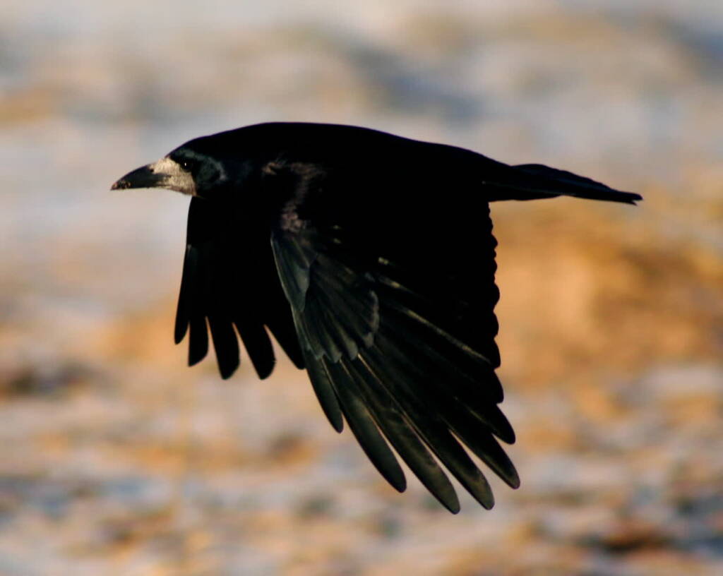 rook in flight 2024 10 06 083139