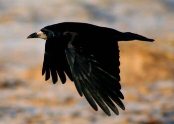 rook in flight 2024 10 06 083139