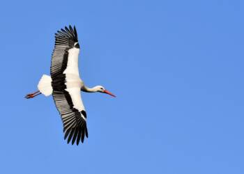 stork 3363503 1280 2024 10 05 073259