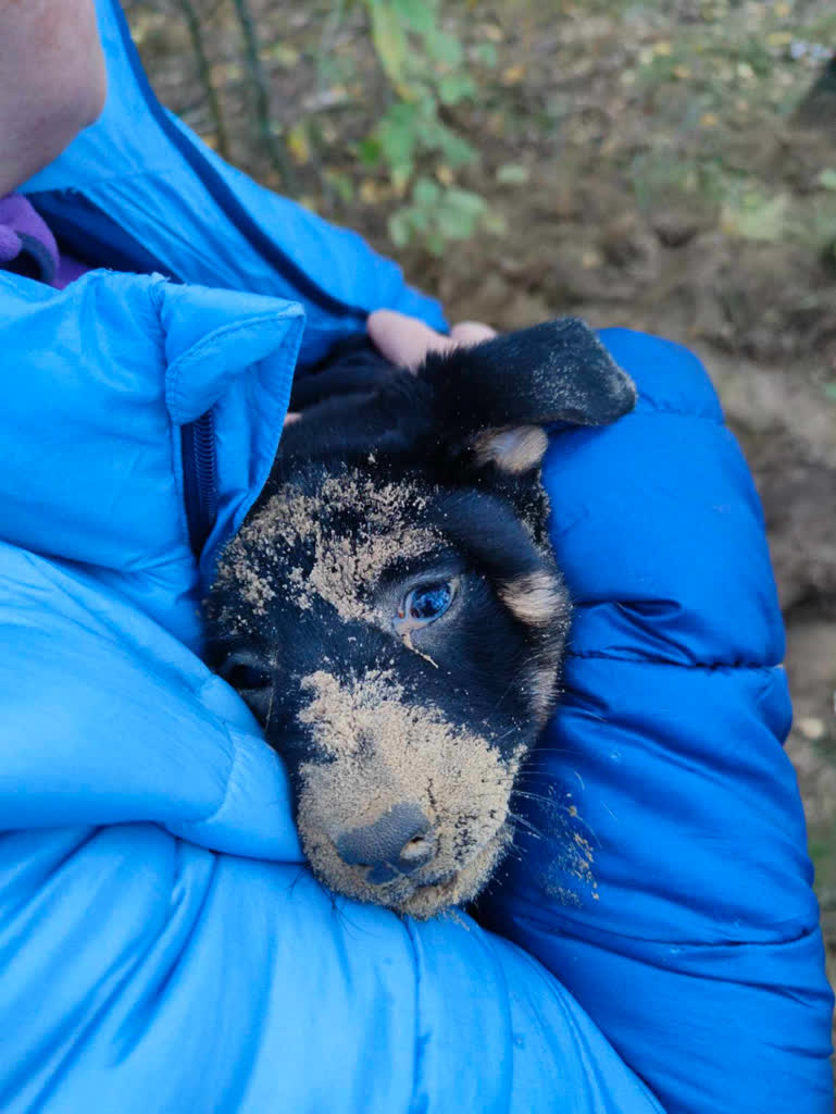 Kto zapłaci? Spór o opiekę nad bezdomną suką i szczeniętami 2 szczenieta 1.jpg