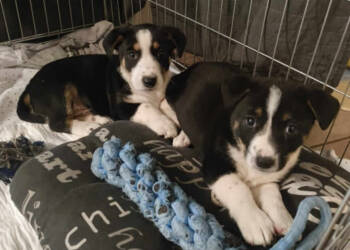 szczenieta 2 2024 10 18 183805 2024 10 18 184815