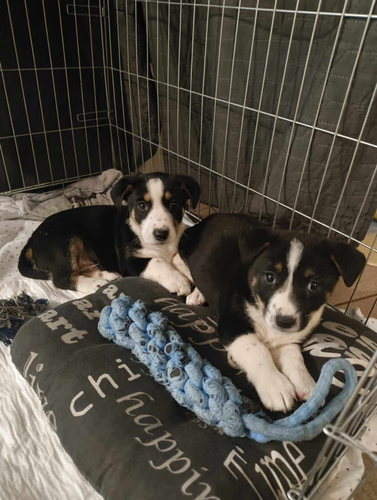 Kto zapłaci? Spór o opiekę nad bezdomną suką i szczeniętami 4 szczenieta 2.jpg