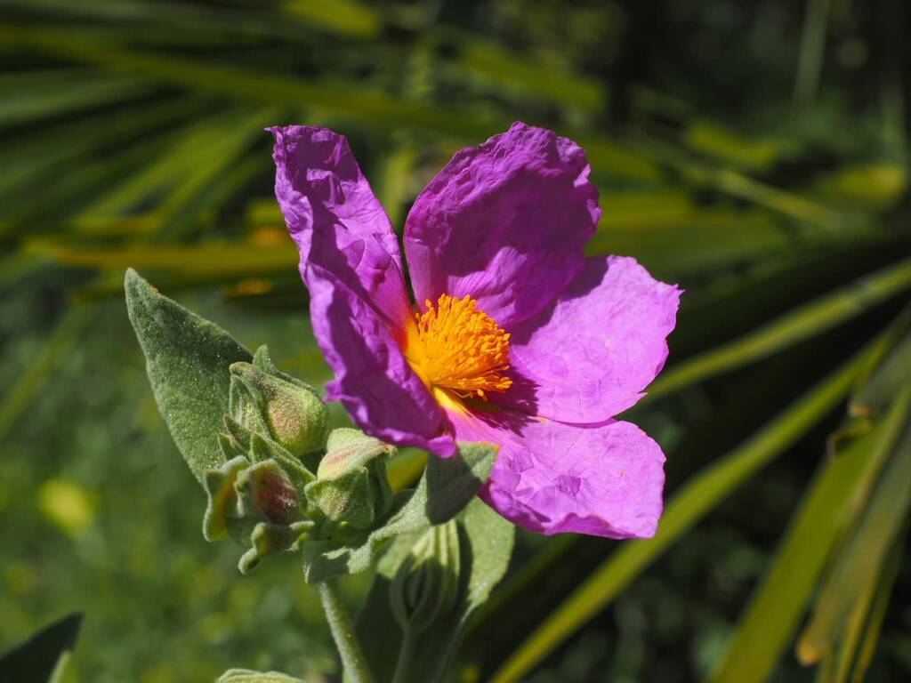 whitish rockrose 1117612 1280 2024 10 15 092857