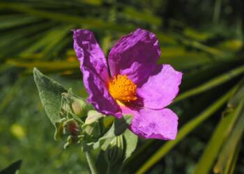 whitish rockrose 1117612 1280 2024 10 15 092857