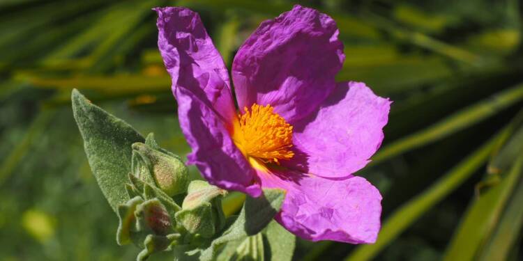 whitish rockrose 1117612 1280 2024 10 15 092857