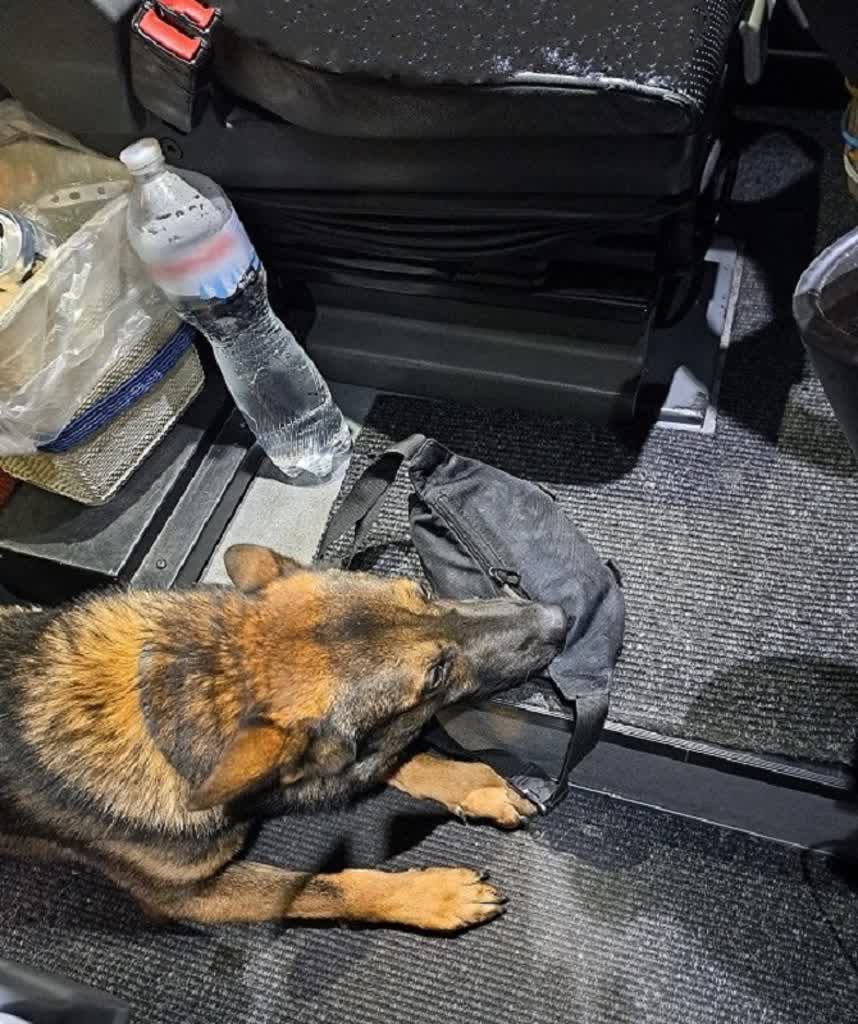 Mandat za gotówkę. Kobieta ukryła przewożenie pieniędzy 2 20241121_dewizy2.jpg