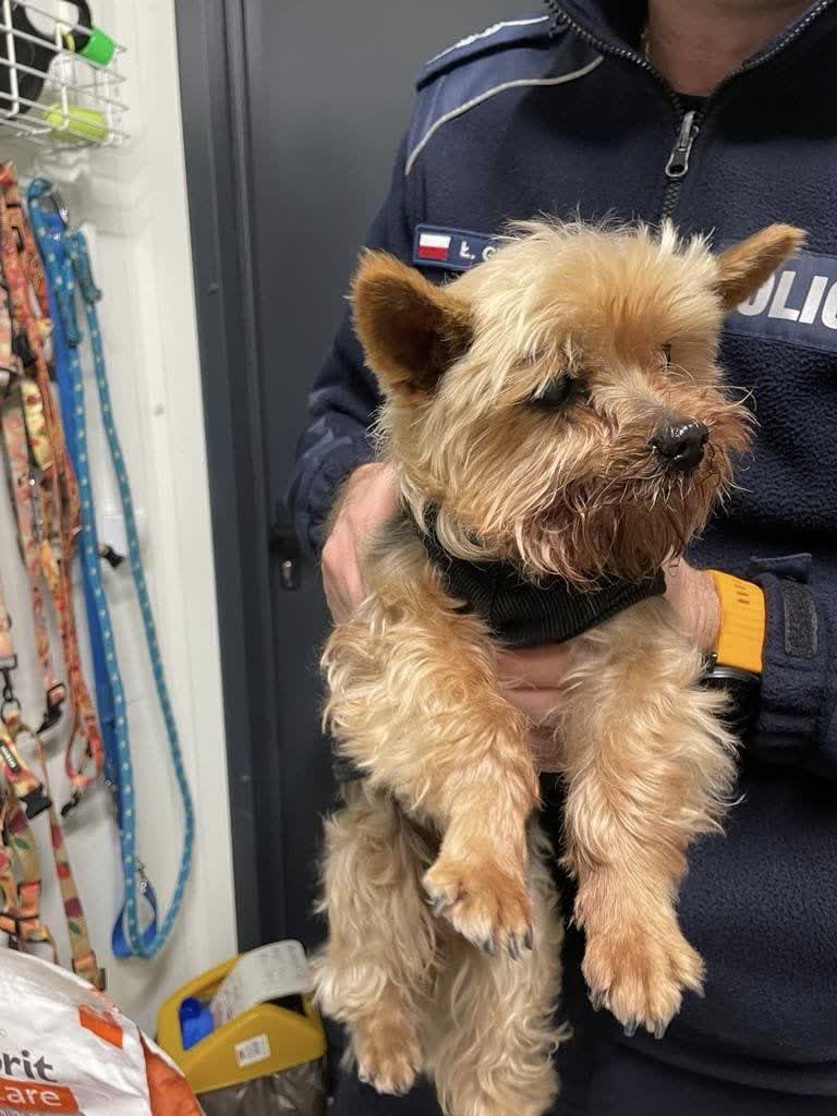 Policjant pomógł zagubionemu psu odnaleźć właścicielkę 2 340-254979_g.jpg